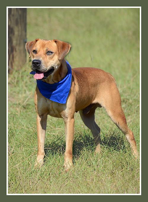 Roc, an adoptable Retriever in Americus, GA, 31709 | Photo Image 2