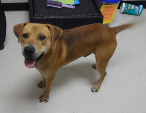 Roc, an adoptable Retriever in Americus, GA, 31709 | Photo Image 3