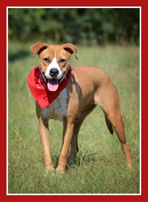 Maddie, an adoptable American Bulldog in Americus, GA, 31709 | Photo Image 1