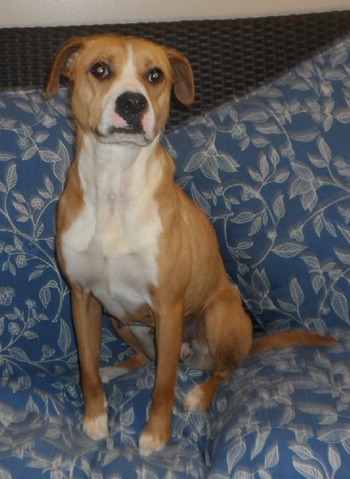 Maddie, an adoptable American Bulldog in Americus, GA, 31709 | Photo Image 2