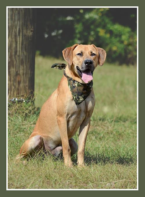 Rosco, an adoptable Basset Hound, American Bulldog in Americus, GA, 31709 | Photo Image 1