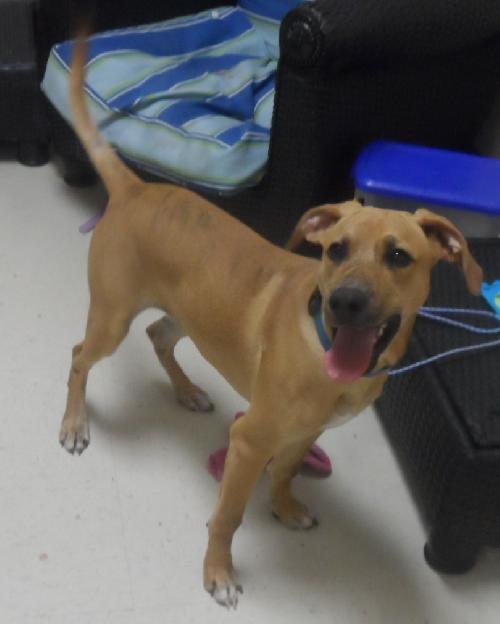 Rosco, an adoptable Basset Hound, American Bulldog in Americus, GA, 31709 | Photo Image 2