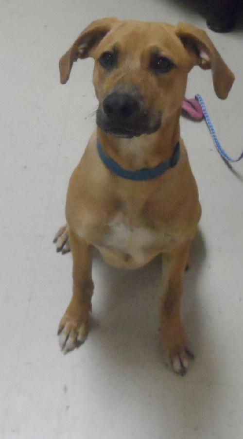 Rosco, an adoptable Basset Hound, American Bulldog in Americus, GA, 31709 | Photo Image 3