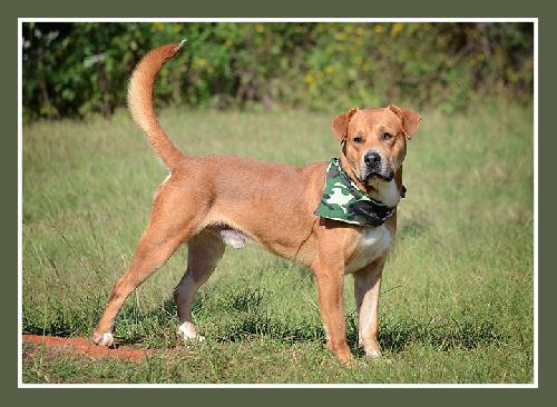 Trip, an adoptable Retriever in Americus, GA, 31709 | Photo Image 1