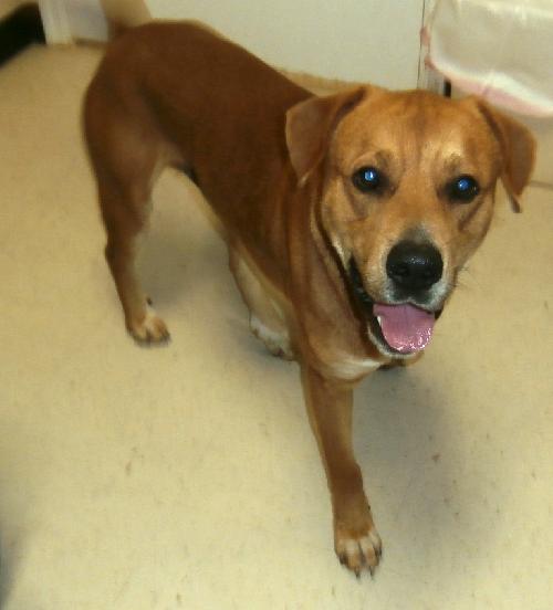 Trip, an adoptable Retriever in Americus, GA, 31709 | Photo Image 2