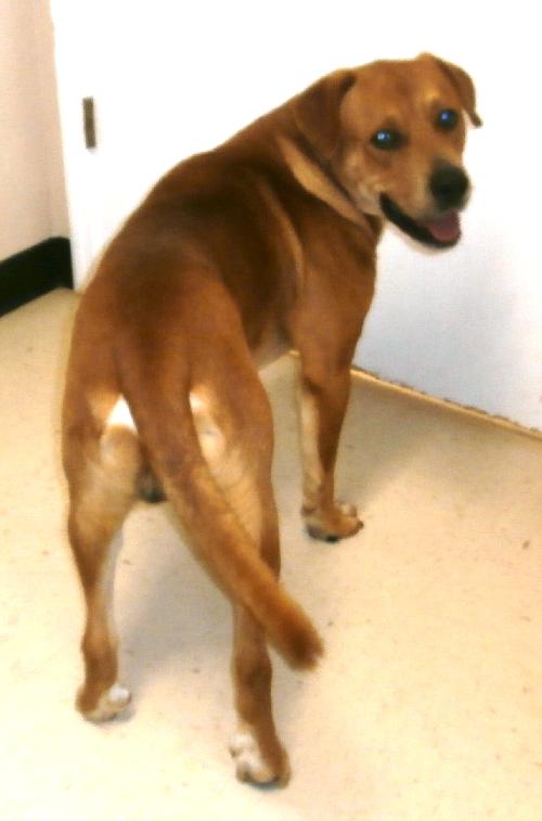 Trip, an adoptable Retriever in Americus, GA, 31709 | Photo Image 3