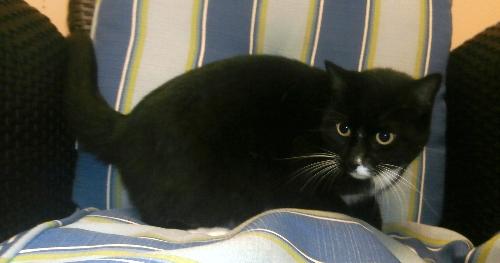 Miley, an adoptable Domestic Short Hair in Americus, GA, 31709 | Photo Image 1