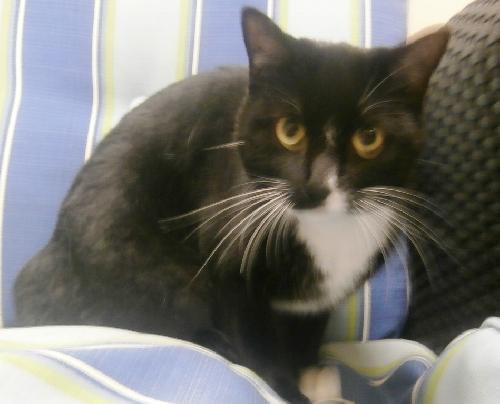 Miley, an adoptable Domestic Short Hair in Americus, GA, 31709 | Photo Image 2