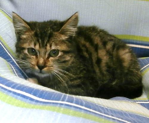 Rayne, an adoptable Domestic Medium Hair in Americus, GA, 31709 | Photo Image 1