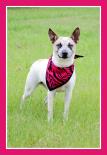 Doodles, an adoptable Australian Cattle Dog / Blue Heeler in Americus, GA, 31709 | Photo Image 1
