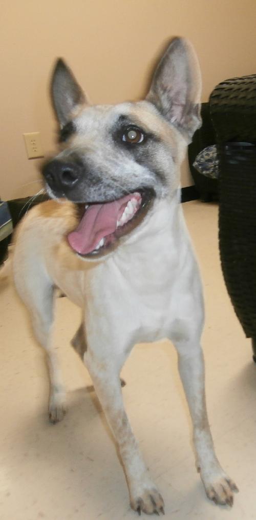 Doodles, an adoptable Australian Cattle Dog / Blue Heeler in Americus, GA, 31709 | Photo Image 2