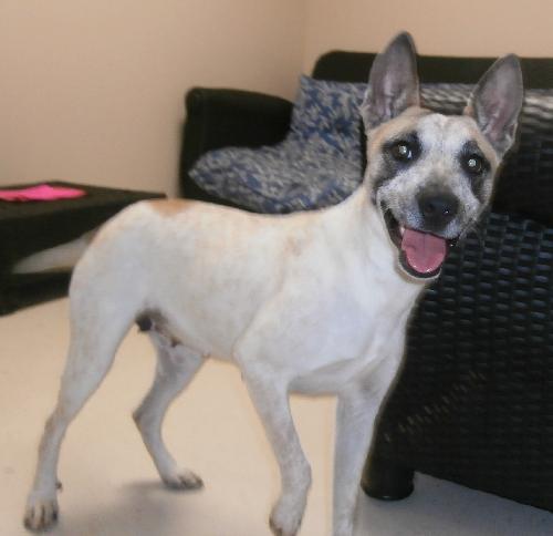 Doodles, an adoptable Australian Cattle Dog / Blue Heeler in Americus, GA, 31709 | Photo Image 3