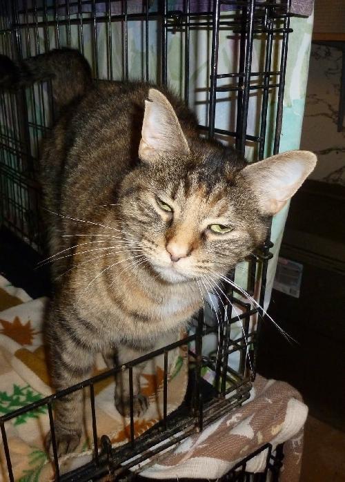 Scooter, an adoptable Domestic Short Hair, Tabby in Westville, IN, 46391 | Photo Image 2