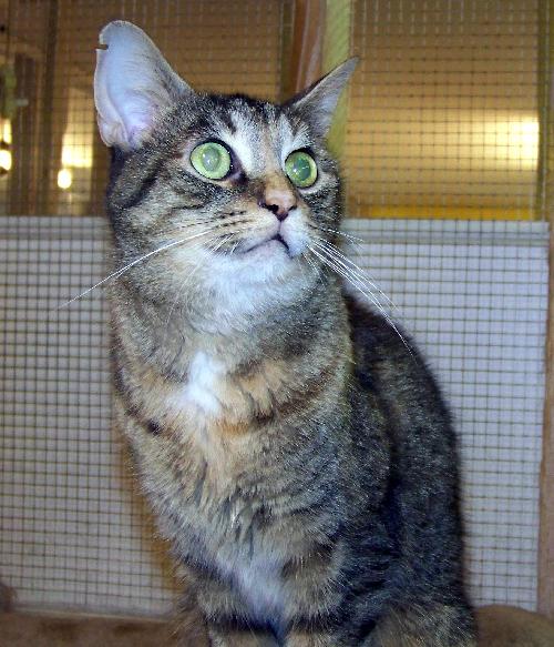 Scooter, an adoptable Domestic Short Hair, Tabby in Westville, IN, 46391 | Photo Image 3