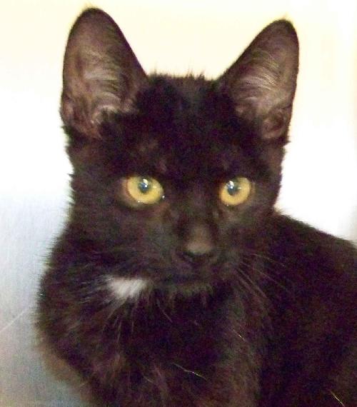Onyx, an adoptable Domestic Short Hair in Westville, IN, 46391 | Photo Image 1