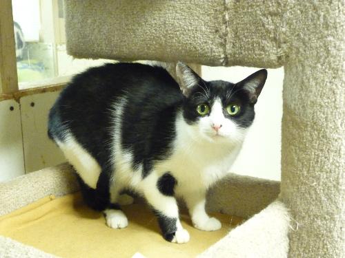 Momma Friskie, an adoptable Domestic Short Hair in Westville, IN, 46391 | Photo Image 2