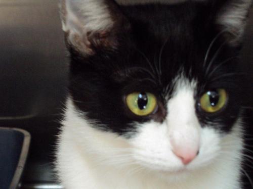 Momma Friskie, an adoptable Domestic Short Hair in Westville, IN, 46391 | Photo Image 3