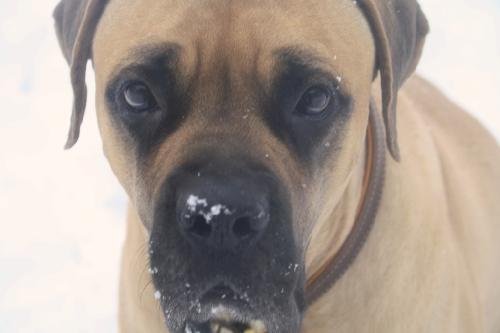 FOSTERS NEEDED, an adoptable Mastiff in Edmond, OK, 73083 | Photo Image 2