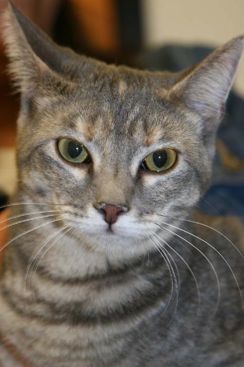 Sprite *Video*, an adoptable Domestic Short Hair in Philadelphia, PA, 19111 | Photo Image 3