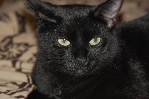 Zoe *Video, an adoptable Domestic Short Hair in Philadelphia, PA, 19111 | Photo Image 1