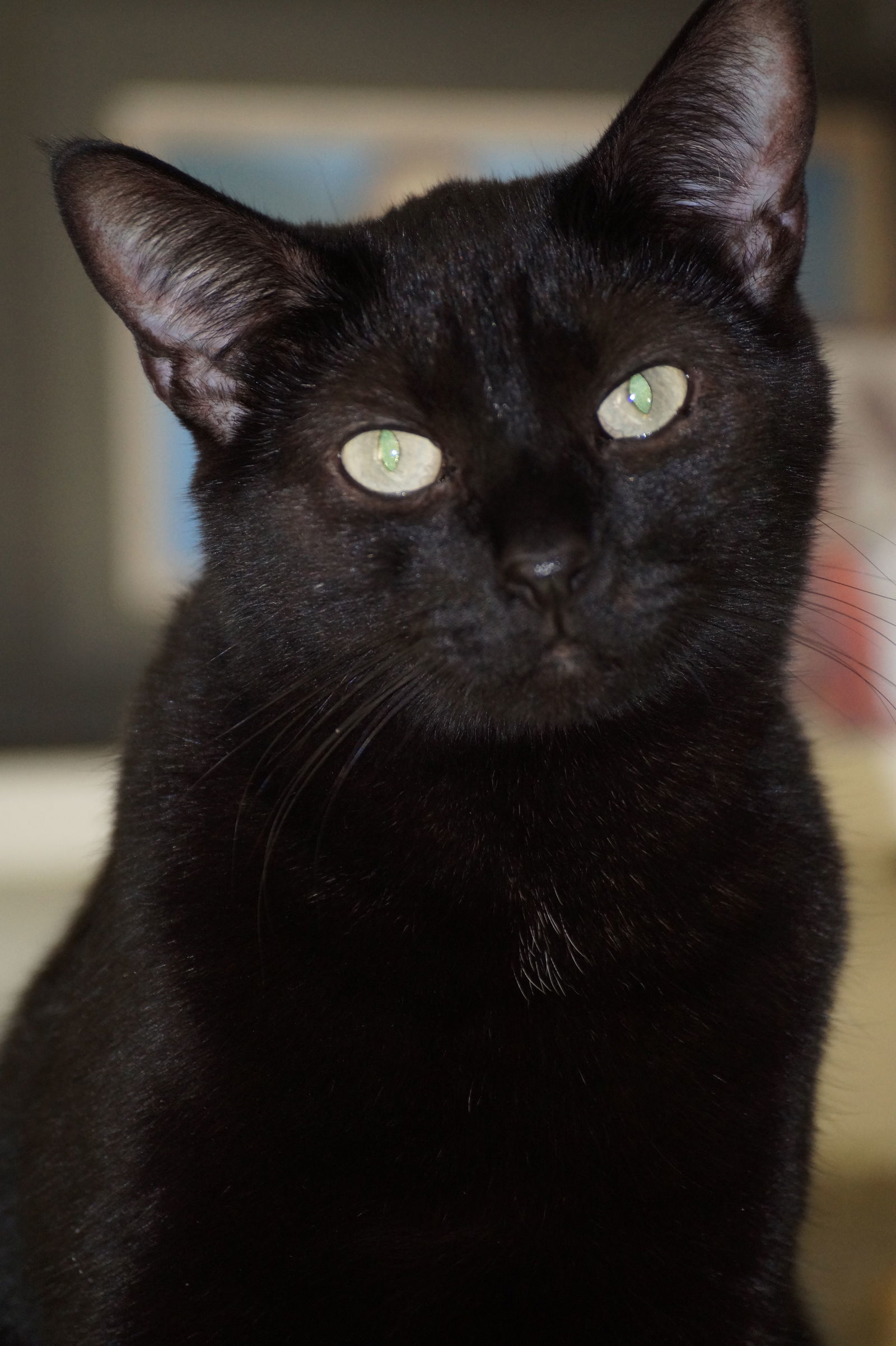 Zoe *Video, an adoptable Domestic Short Hair in Philadelphia, PA, 19111 | Photo Image 2