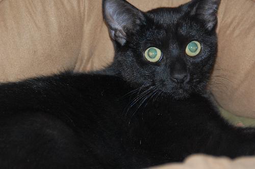 Zoe *Video, an adoptable Domestic Short Hair in Philadelphia, PA, 19111 | Photo Image 3