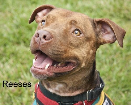 Reeses, an adoptable Pit Bull Terrier in Norfolk, VA