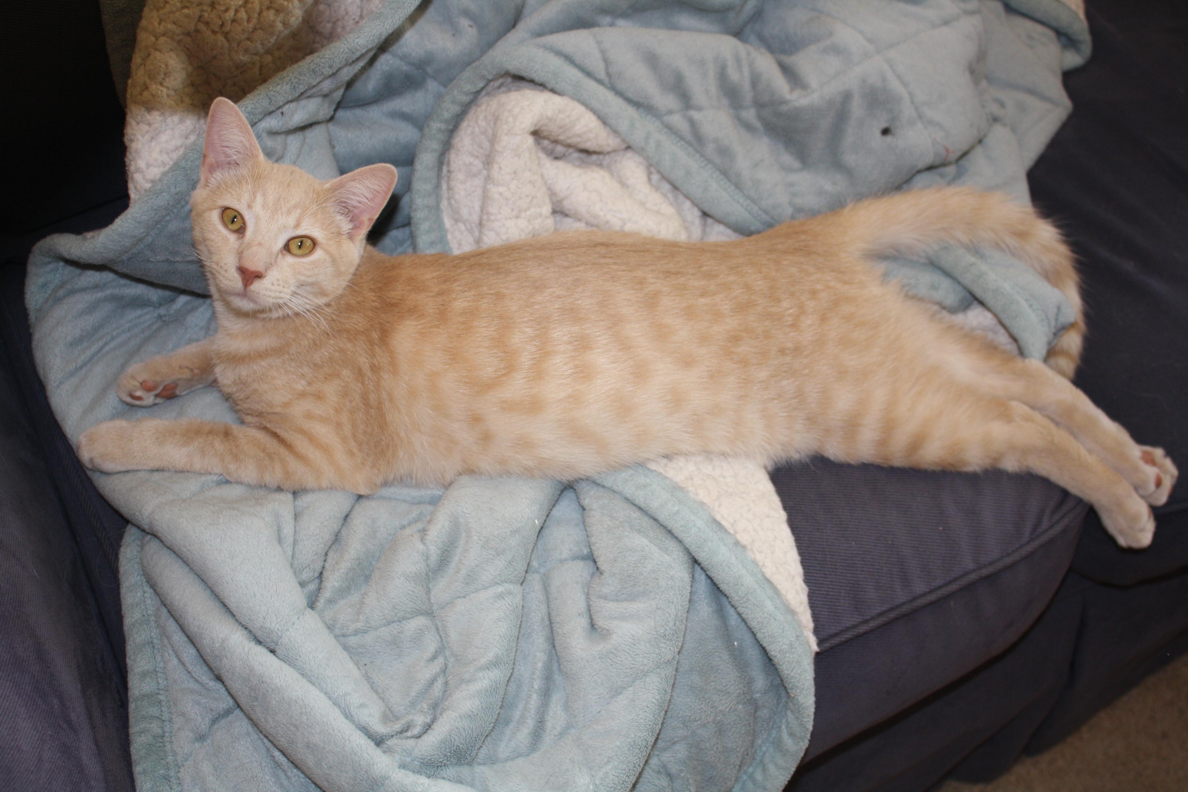 Cat for adoption - Arlo, a Domestic Short Hair & Tabby Mix ...