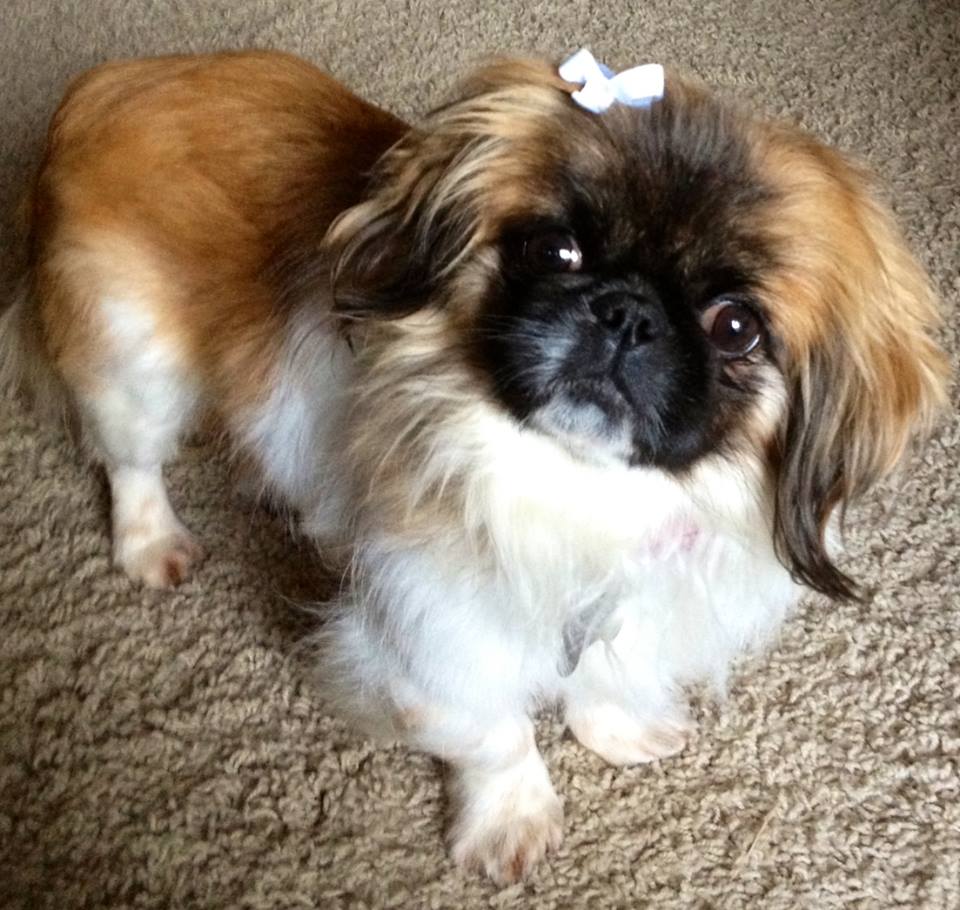 Pekingese Faith Adopted 12 24 13 detail page