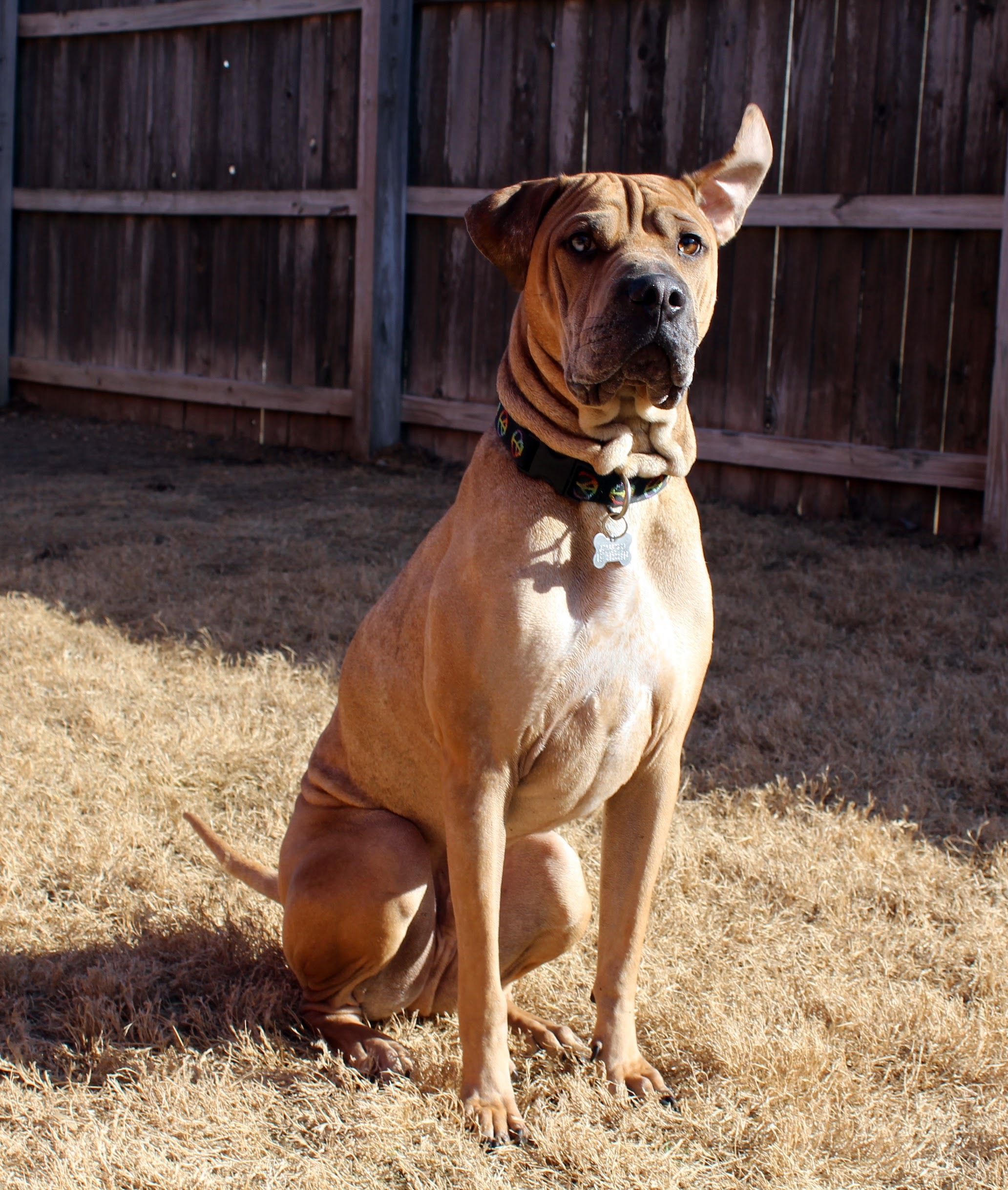 Maximus, an adoptable Catahoula Leopard Dog, Boxer in Memphis, TN, 38103 | Photo Image 6
