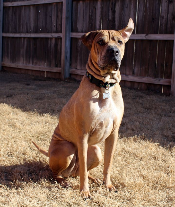 Fawn catahoula best sale leopard dog