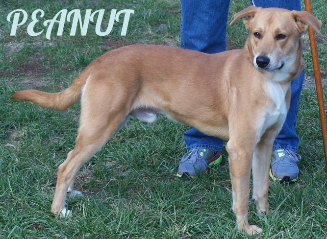 * Adopted * 27535 PEANUT is currently in the PRISON PUP Program