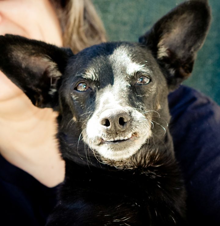 Timmy, an adopted Spaniel & Terrier Mix in Agua Dulce, CA_image-2