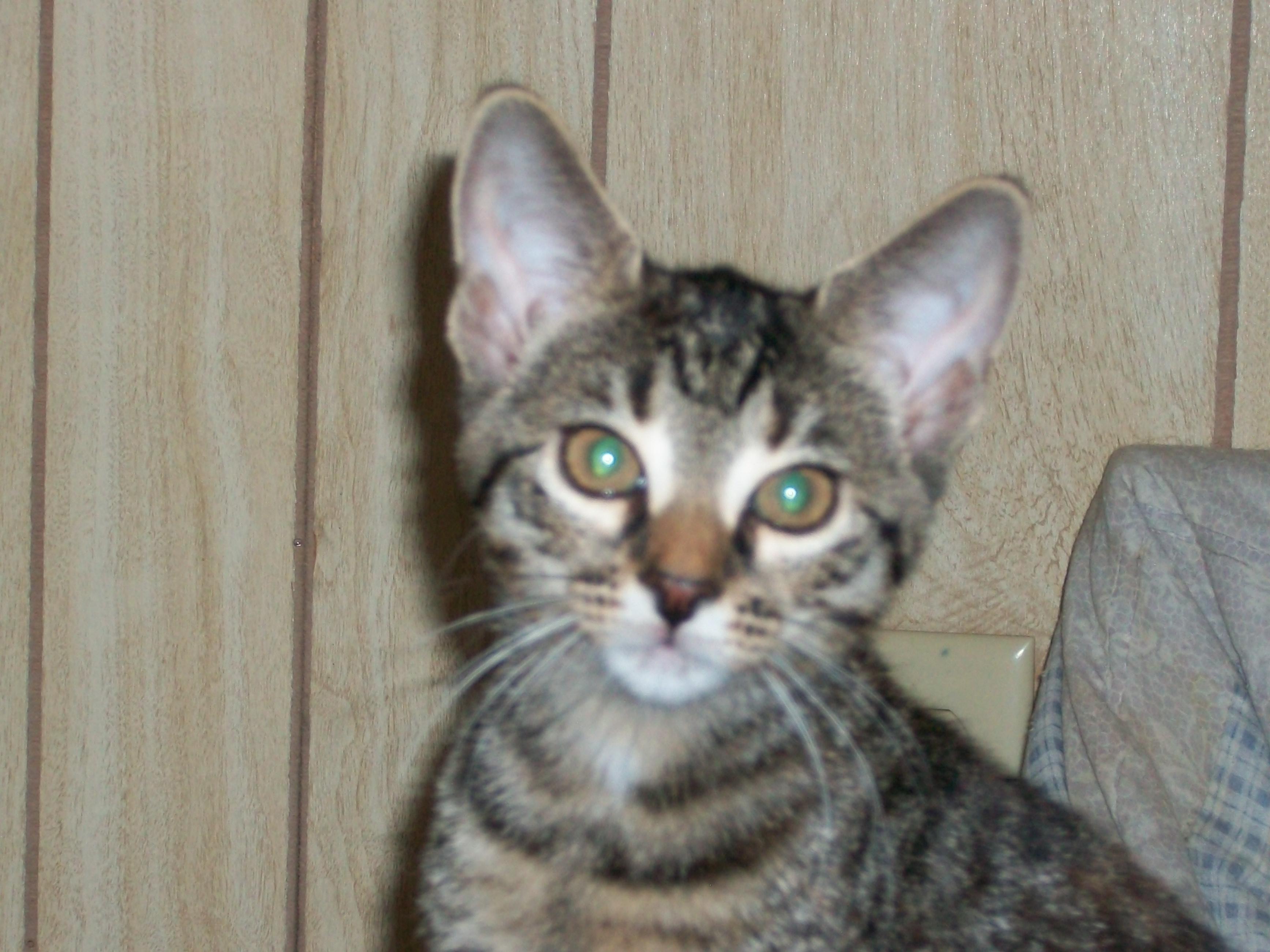 Timidi and Tessa, an adoptable Domestic Short Hair in Watsontown, PA, 17777 | Photo Image 1