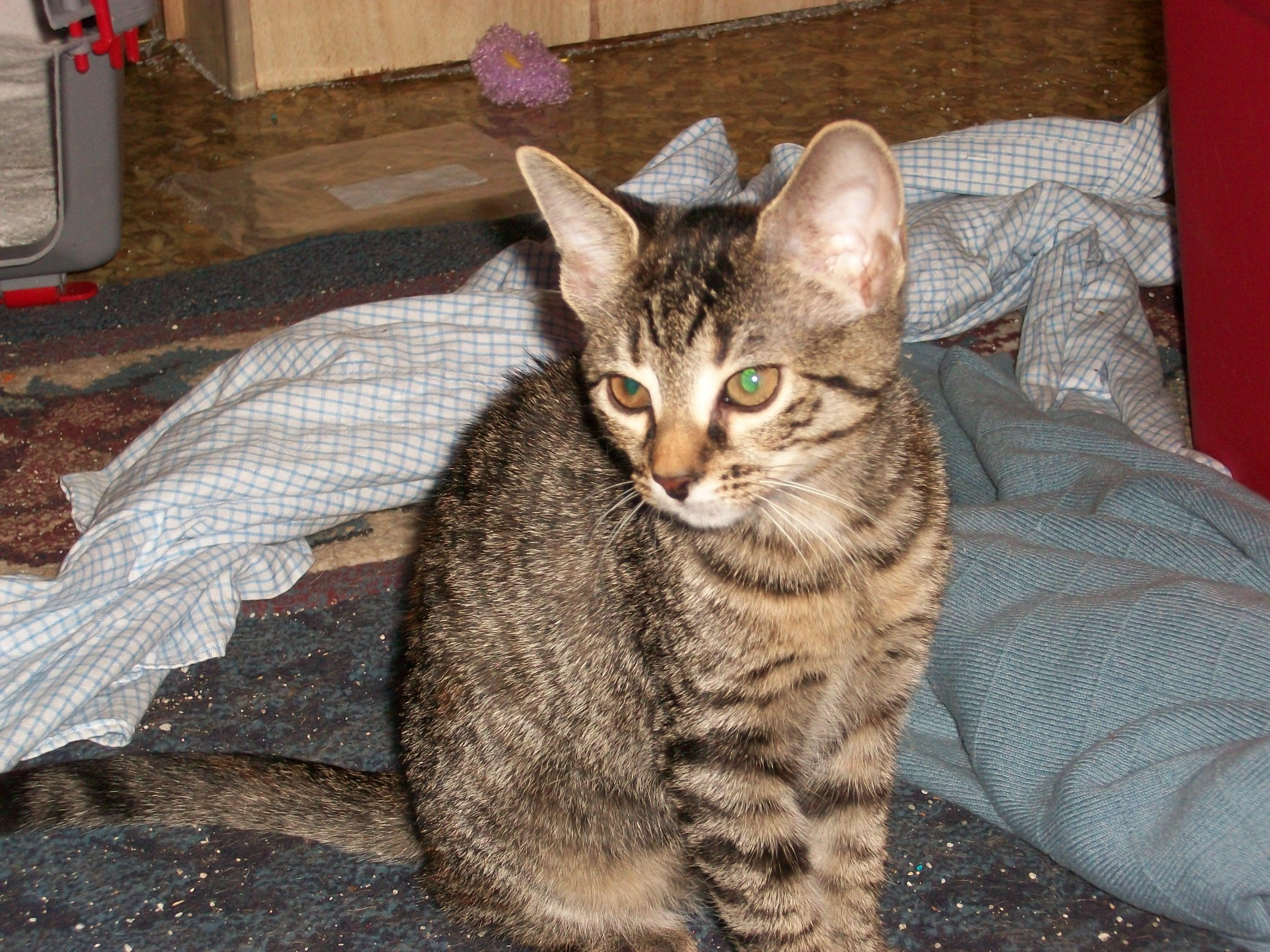 Timidi and Tessa, an adoptable Domestic Short Hair in Watsontown, PA, 17777 | Photo Image 2