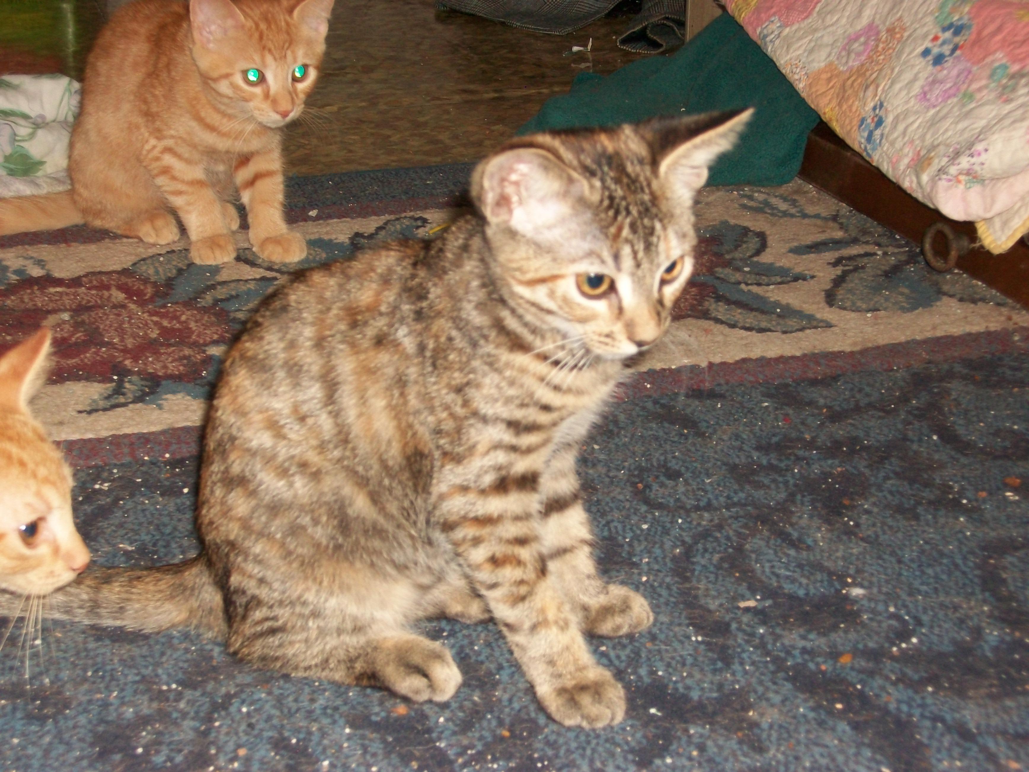 Timidi and Tessa, an adoptable Domestic Short Hair in Watsontown, PA, 17777 | Photo Image 3