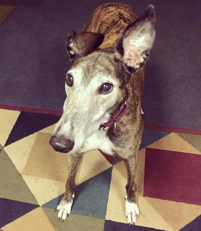 Mercy, an adopted Greyhound in Amherst, MA_image-1