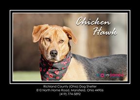 Chicken Hawk Urgent detail page
