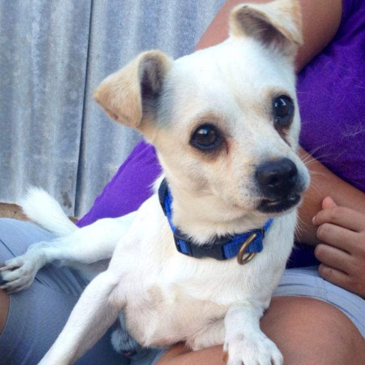 Gus, an adopted Chihuahua Mix in Petaluma, CA_image-2