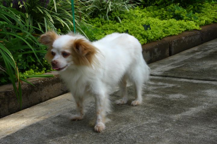 Lady Leah, an adopted Chihuahua in Matthews, NC_image-2