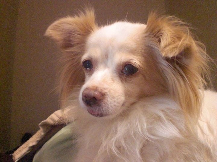 Lady Leah, an adopted Chihuahua in Matthews, NC_image-1