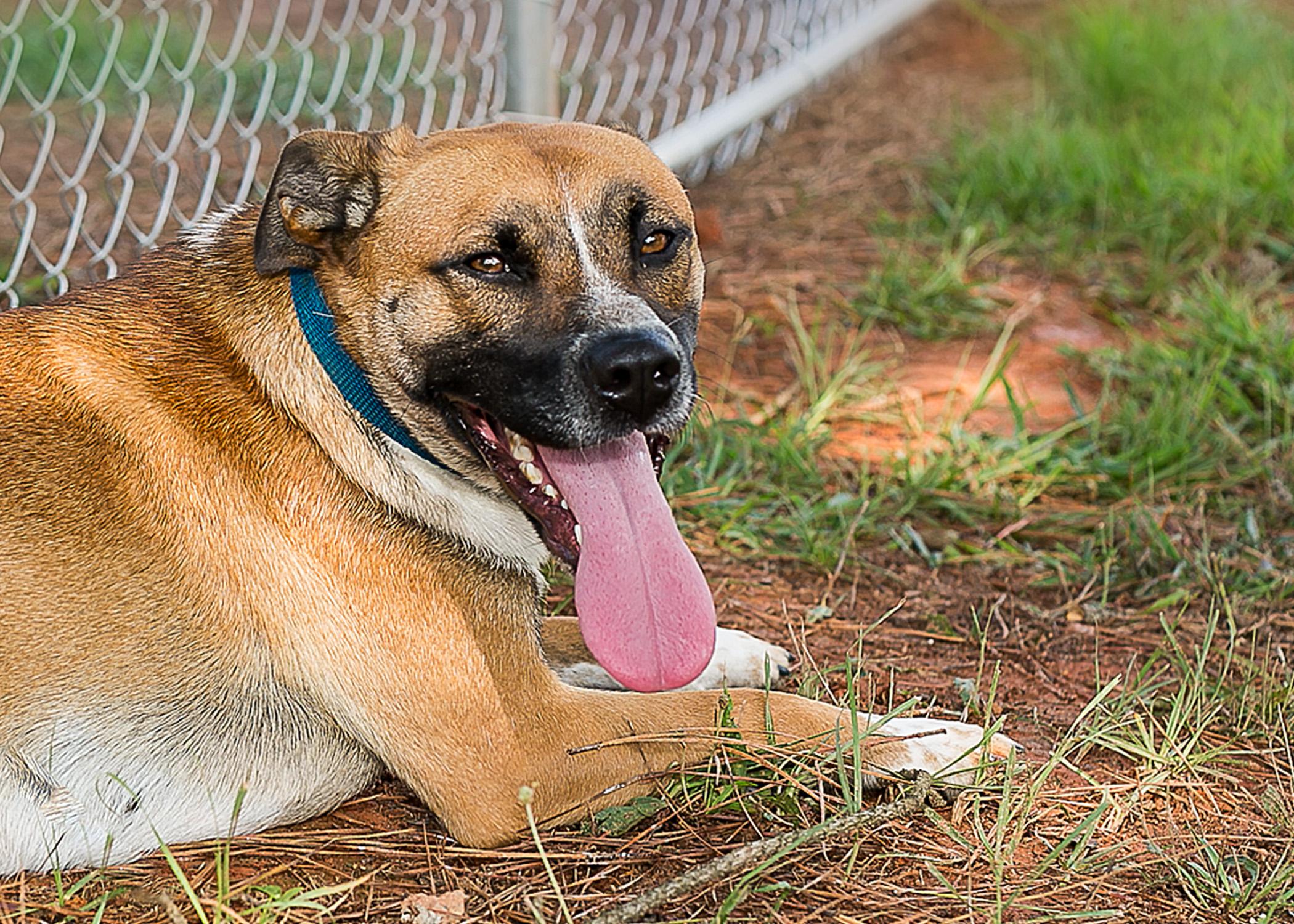 Maggie Mae, an adoptable Black Mouth Cur, Hound in Camp Hill, AL, 36850 | Photo Image 1