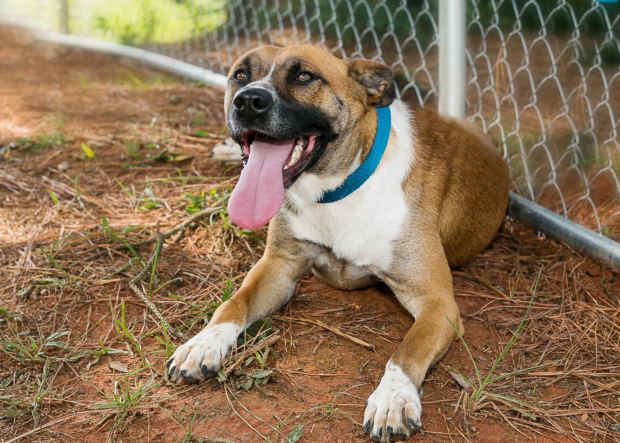 Maggie Mae, an adoptable Black Mouth Cur, Hound in Camp Hill, AL, 36850 | Photo Image 2