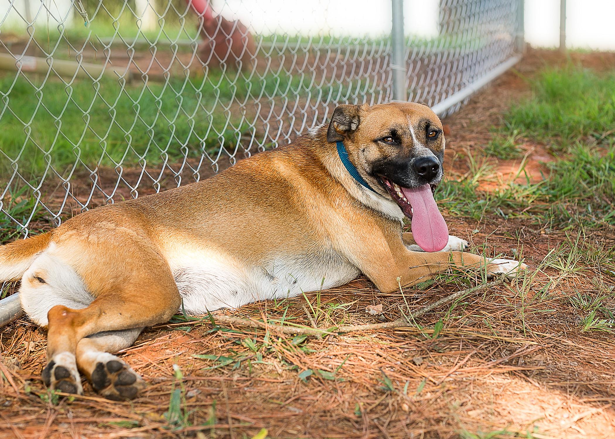 Maggie Mae, an adoptable Black Mouth Cur, Hound in Camp Hill, AL, 36850 | Photo Image 3