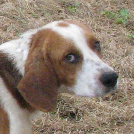 Luke, an adoptable Basset Hound in White Plains, KY, 42464 | Photo Image 2