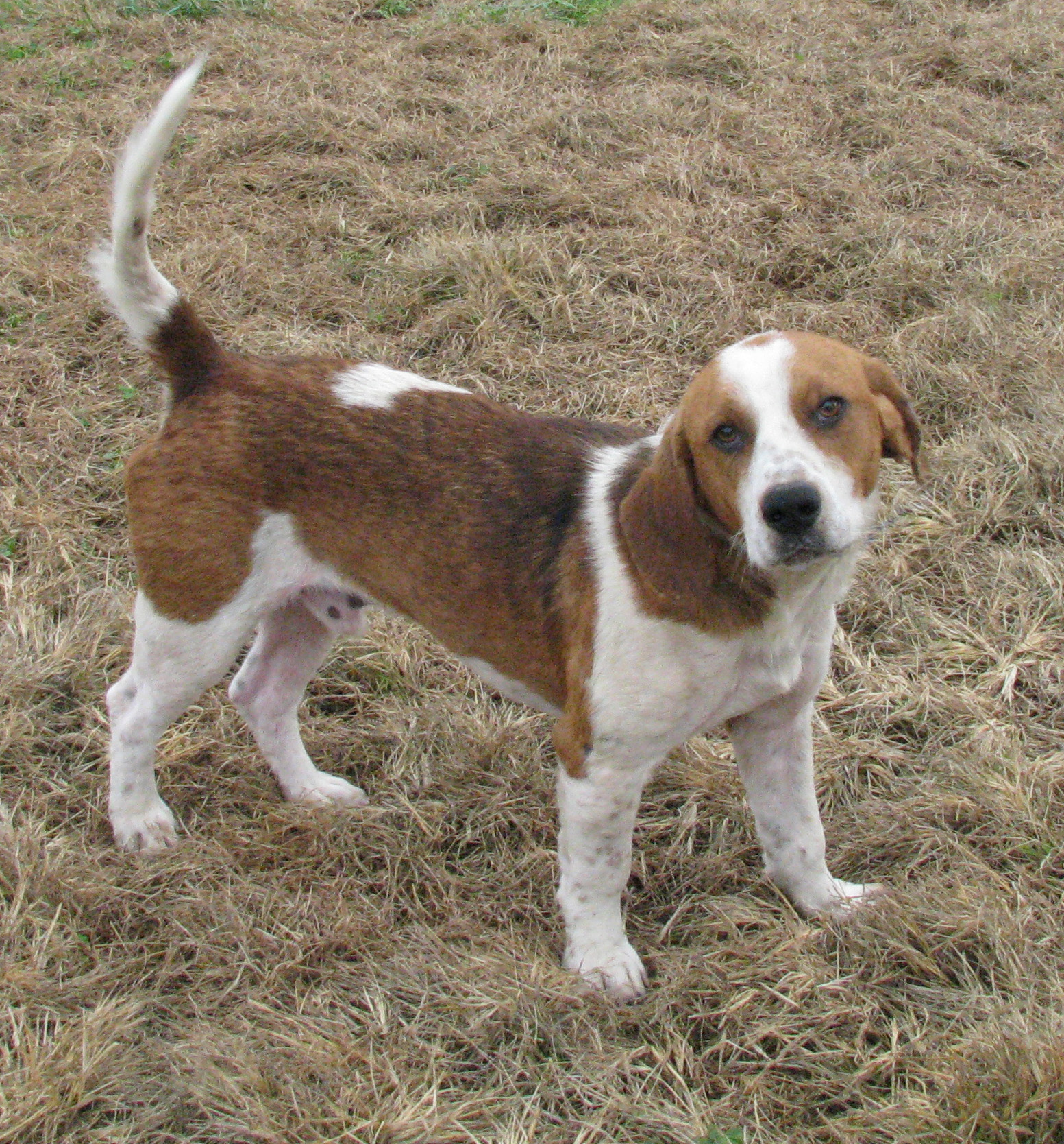 Luke, an adoptable Basset Hound in White Plains, KY, 42464 | Photo Image 1