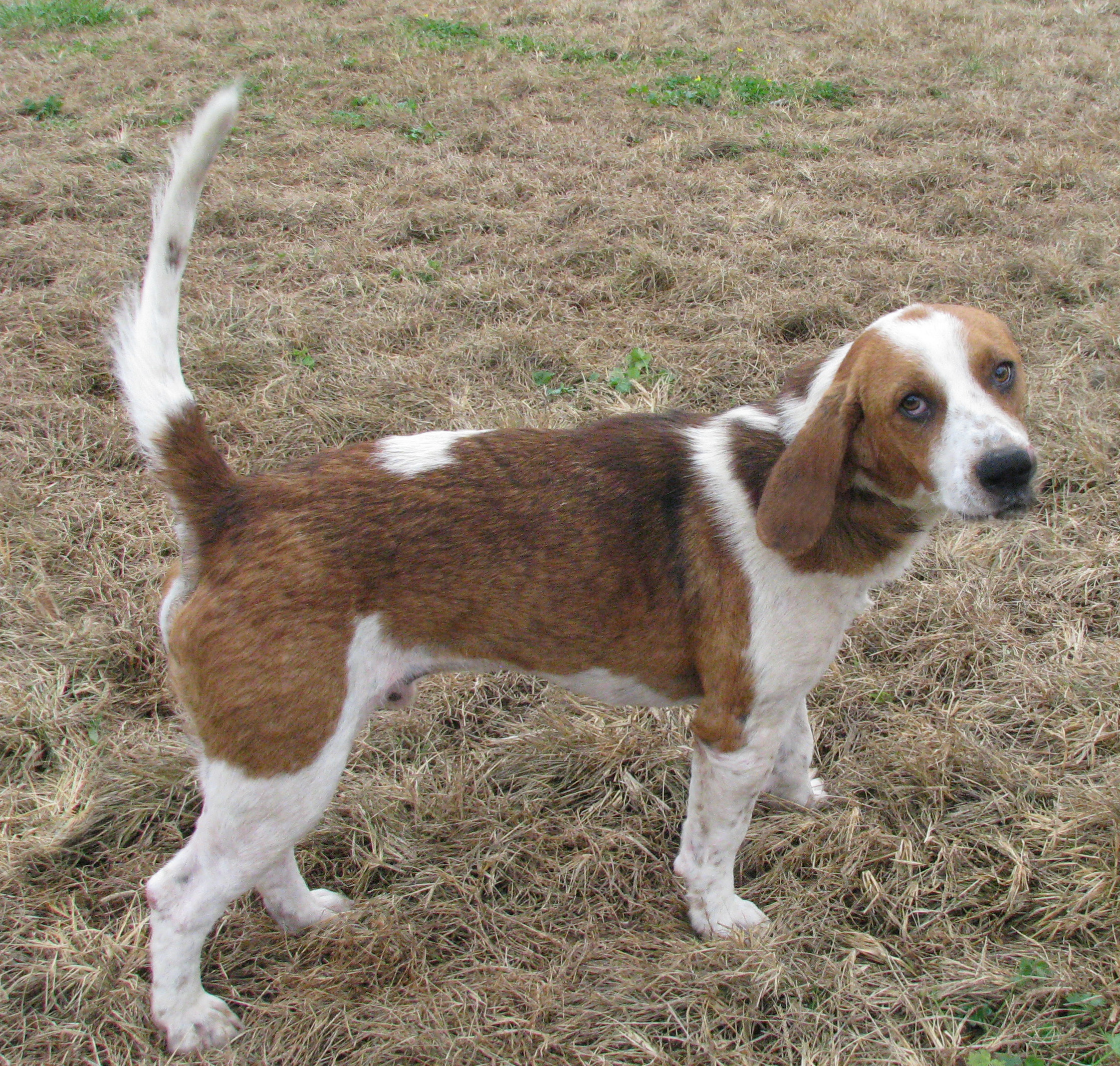 Luke, an adoptable Basset Hound in White Plains, KY, 42464 | Photo Image 3