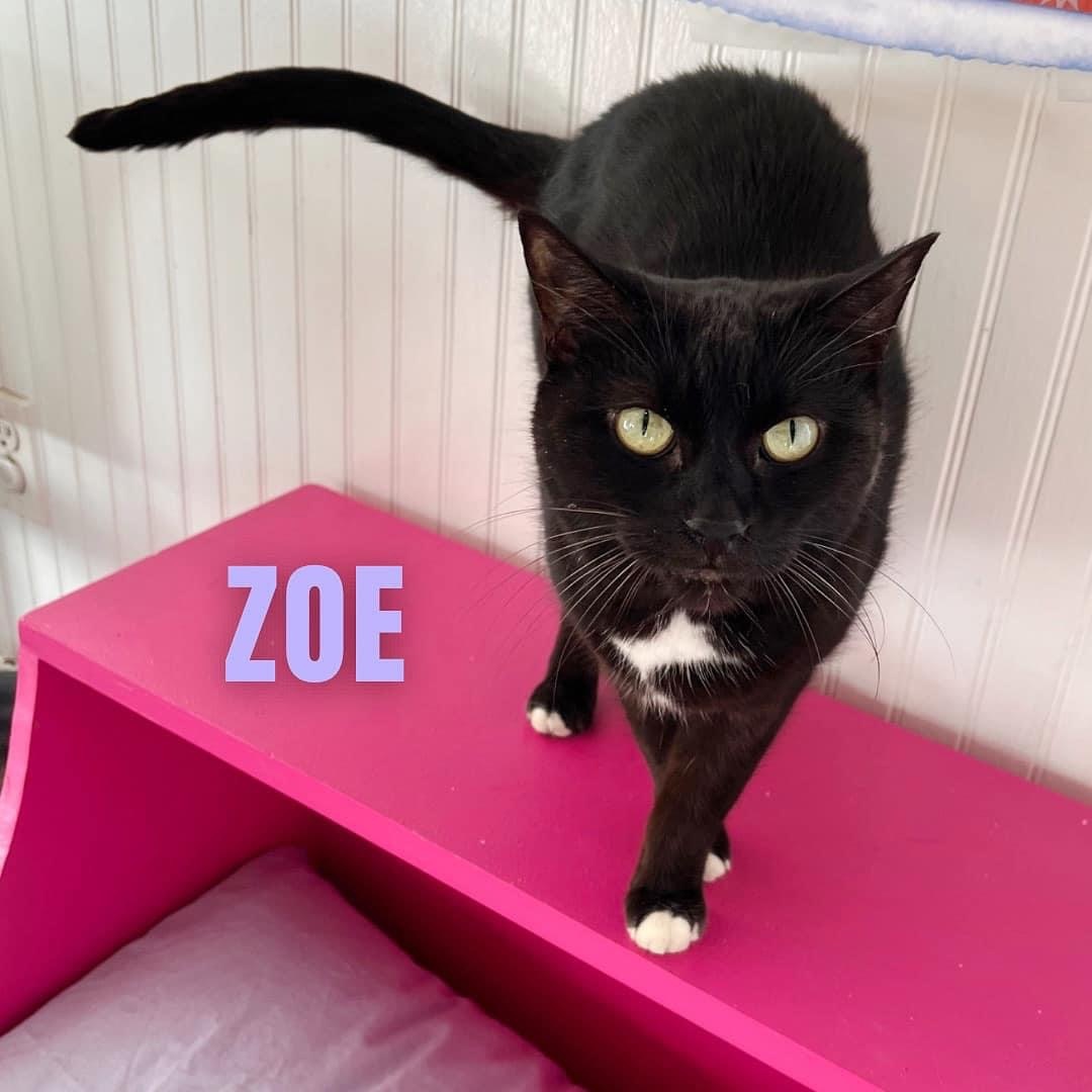 ZOE, an adoptable Domestic Short Hair in Cape May, NJ, 08204 | Photo Image 3