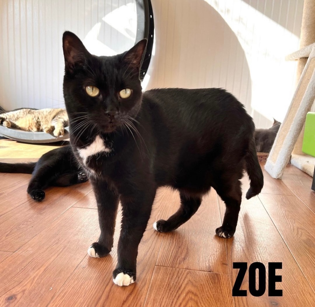 ZOE, an adoptable Domestic Short Hair in Cape May, NJ, 08204 | Photo Image 4