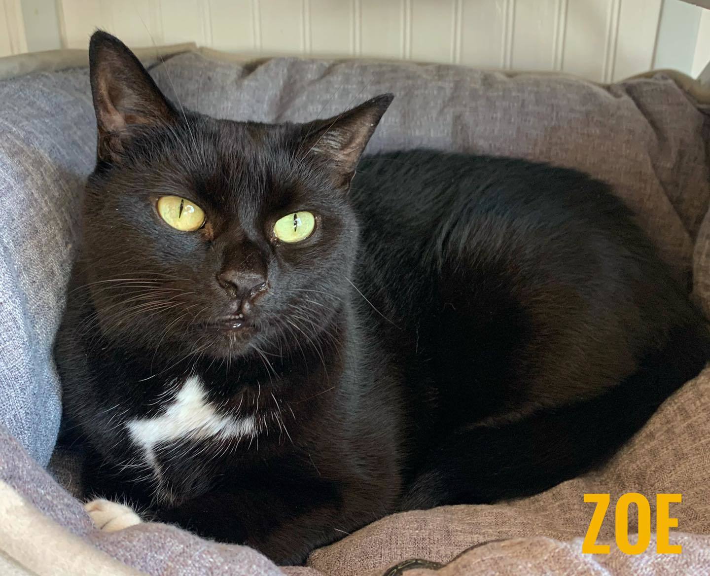 ZOE, an adoptable Domestic Short Hair in Cape May, NJ, 08204 | Photo Image 5